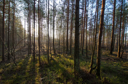 Landscape photography. Swamp on a cold winter morning.