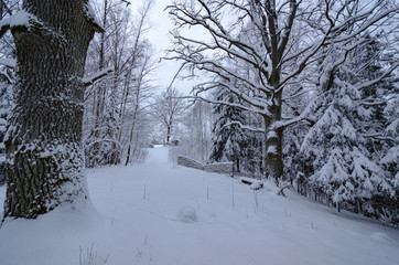 Winter landscape with snowy forest and a wooden fence.
