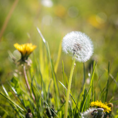 little dandelion at a meadow
