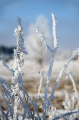Abstract nature scene. White frost a winter morning.