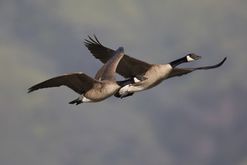 Canada geese flying together against the Mission Peak hills in North California