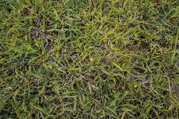 Green grass with yellow flowers is featured