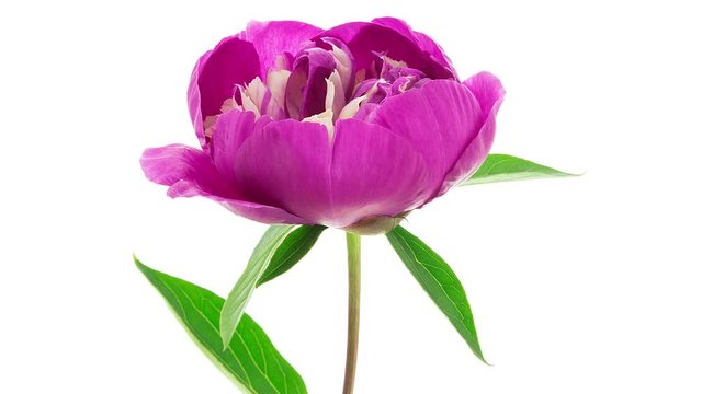 Pink white peony Gay Paree flower blooming timelapse