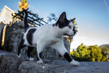Balkan cat, Herceg-Novi old sity