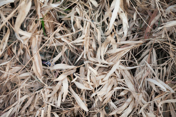 Dead bamboo leaves