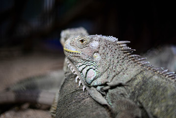 Portrait of big iguana.