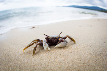 Funny sand crab, Samui island