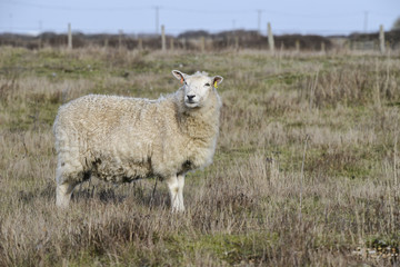 Obraz premium Sheep with long coat grazing on long grass in Winter field