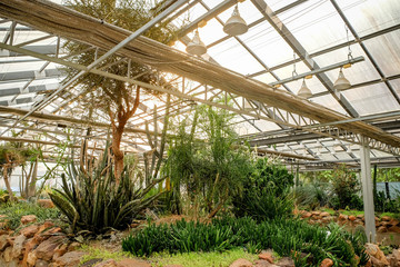 Cactus succulent plant in the glass house