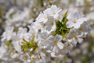 Cherry Blossom Japan 