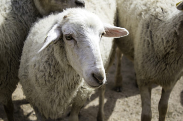 Sheep on farm