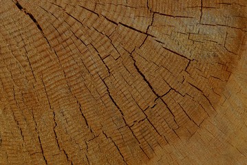 Fototapeta premium drewno brązowa struktura drewna na pniu