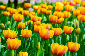 Obraz premium Close up yellow orange tulips in the garden