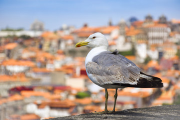 A seagull is standing and looking to the Duoro river with colorful Porto background