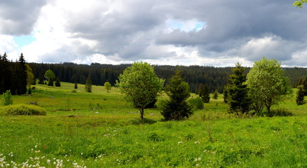 The view on the spring meadow