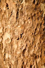 Tree bark texture background
