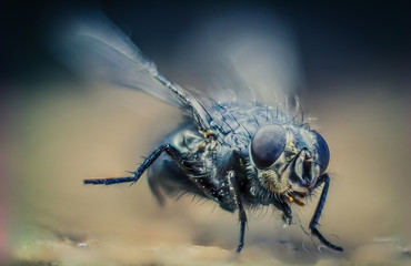 Housefly close-up macro