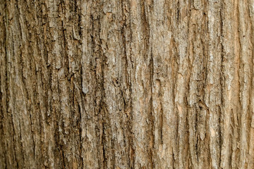 Tree bark texture background