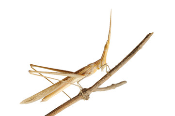 Obraz premium Acrida on a branch, isolated