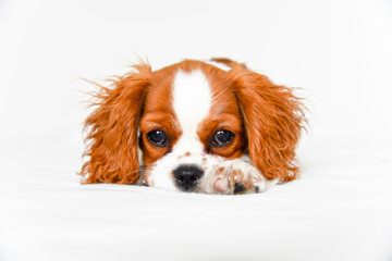 Cavalier King Charles spaniel puppy laying down with paw