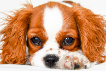 Cavalier King Charles spaniel puppy close up