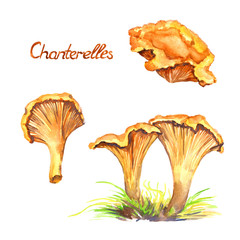 Chanterelles mushrooms set, growing in grass, isolated hand painted watercolor illustration