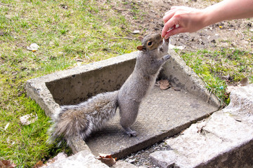 feeding grey squirrel outdoor