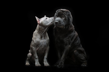 Fototapeta na wymiar Beautiful dogs kissing on black background 