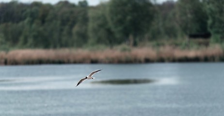 One black-headed gull flying over lake.