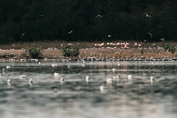 Group of flamingos standing on sandbank in lake.