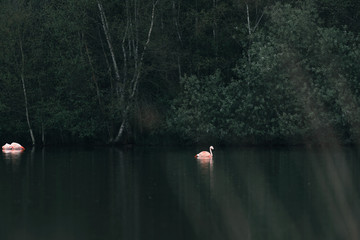 Flamingos floating in lake near bushes.
