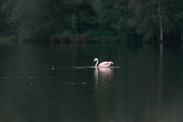 Fototapeta premium One flamingo floating in lake near bushes.