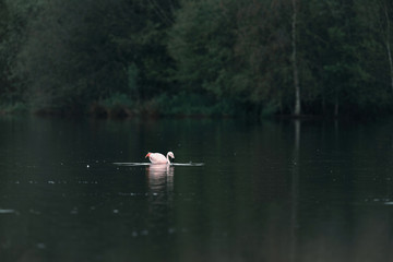 One eating flamingo floating in lake near bushes.
