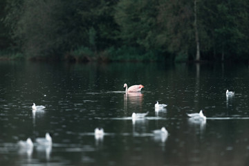 One flamingo floating between black-headed gulls in lake near bushes.