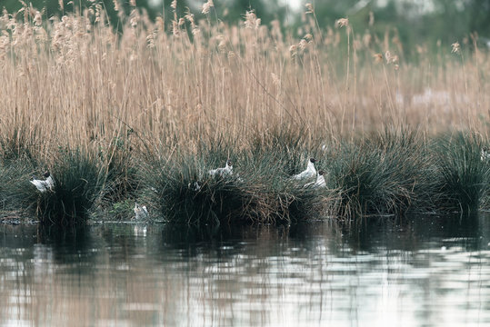 Colony of black-headed gulls sitting in grass at edge of lake.