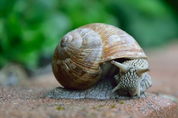 Schnecke