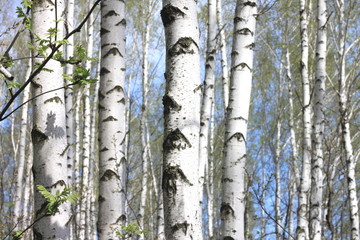 Trunks of birch trees in forest / birches in sunlight in spring / birch trees in bright sunshine / birch trees with white bark / beautiful landscape with white birches