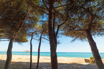 Fototapeta na wymiar Pine trees in Is Orrosas beach