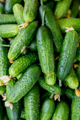 Cucumbers. Cucumber harvest. Many green cucumbers. Cucumber background.