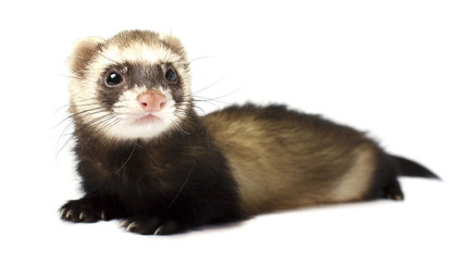 Obraz premium Ferret isolated on a white background