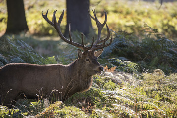 Majestic powerful red deer stag Cervus Elaphus in forest landscape during rut season in Autumn Fall © veneratio