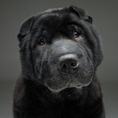 Beautiful black shar pei dog over grey background 