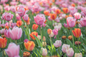 チューリップ畑