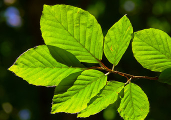 foglie di faggio (Fagus sylvatica) ramo controluce