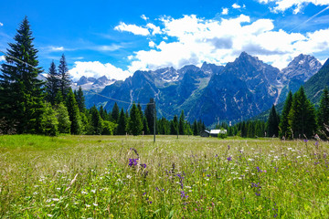 View of beautiful landscape with fresh green meadows, blooming flowers and snow-capped mountains background in summer