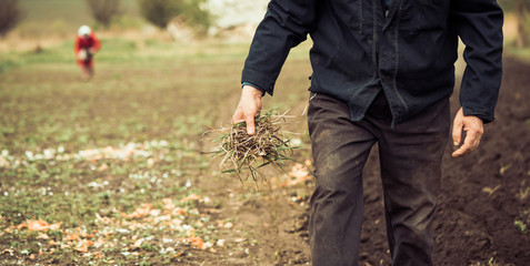 farmer with plants on farm spring land
