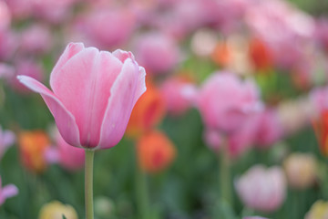 チューリップ畑