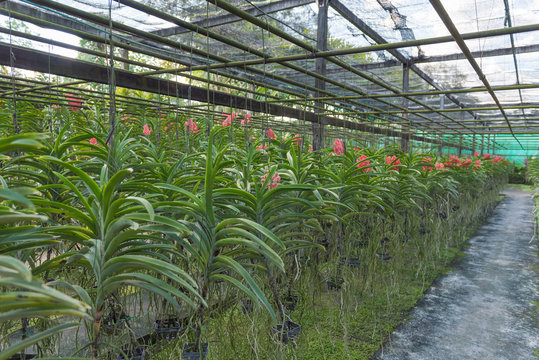 Red Orchid , Ascocenda hybrid orchid plant nursery in the farm.