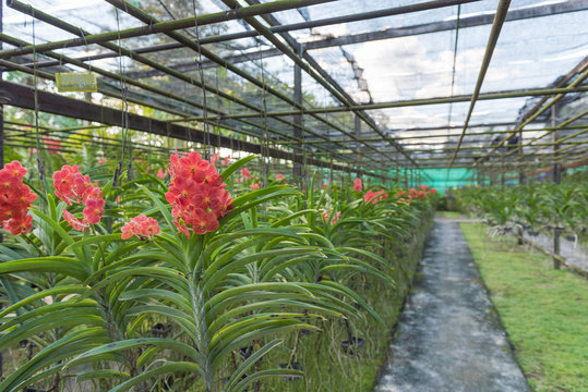 Red Orchid , Ascocenda hybrid orchid plant nursery in the farm.