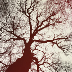 tree silhouette